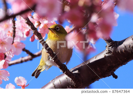 Kawazu Sakura 2022 87647364