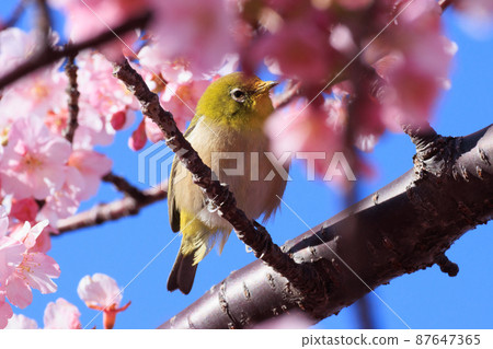 Kawazu Sakura 2022 87647365