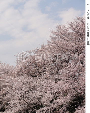 Cherry tree in full bloom  87647903