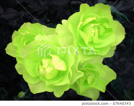 花阿蘇米玫瑰 花阿蘇米玫瑰 87648343