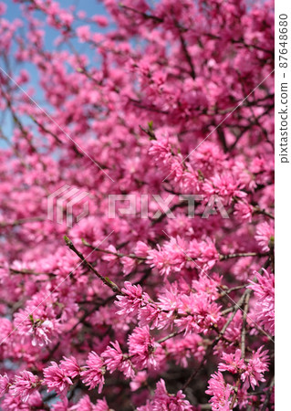 Flowers in full bloom Flowers in full bloom 87648680