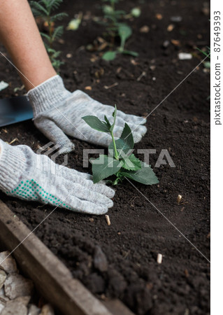 Female hands holding the soil with a young plant. Planting seedlings in the soil. There is shoulder blade nearby. The concept of conservation of nature and agriculture and gardening 87649393
