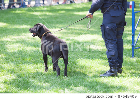 Policeman with police dog on duty 87649409
