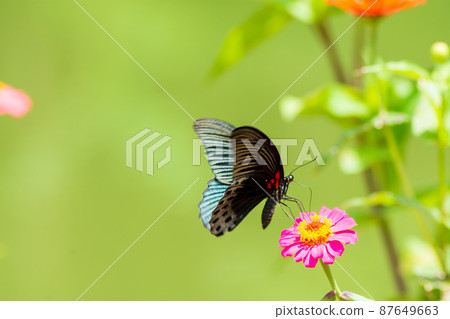 Butterfly 87649663