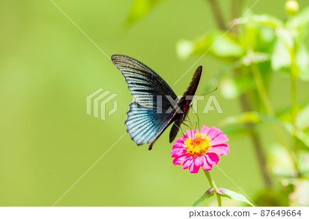 Butterfly 87649664