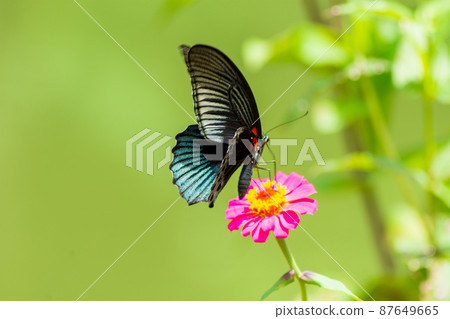 Butterfly 87649665