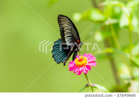 Butterfly Butterfly 87649666