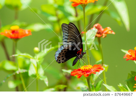 Butterfly 87649667