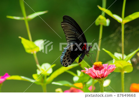 Butterfly Butterfly 87649668