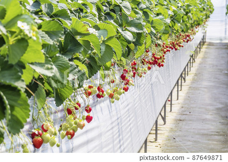 Strawberry picking strawberry farm vinyl house strawberry cultivation strawberry picking house cultivation popular fruit image Strawberry picking strawberry farm vinyl house strawberry cultivation strawberry picking house cultivation popular fruit image 87649871