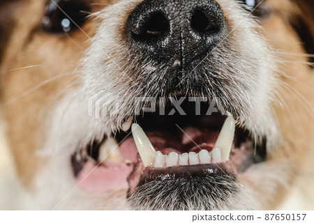 White healthy dog teeth and fangs of young terrier dog (closeup) White healthy dog teeth and fangs of young terrier dog (closeup) 87650157
