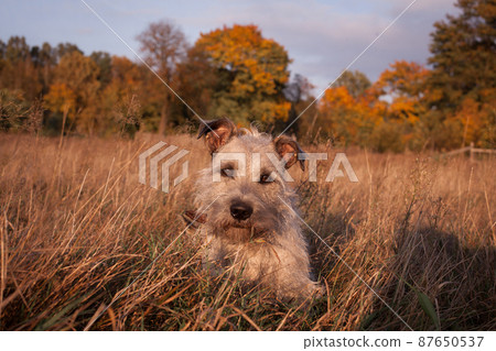 A cute mongrel in autumn portrait. A cute little dog on an autumn background. A cute mongrel in autumn portrait. A cute little dog on an autumn background. 87650537