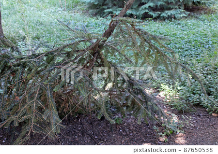 Picea pungens Engelm. 'Glauca', tree, Zagreb, Croatia Picea pungens Engelm. 'Glauca', tree, Zagreb, Croatia 87650538