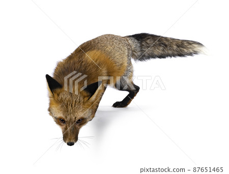 Red fox on white background Red fox on white background 87651465