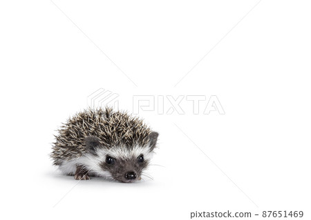 Hedgehog baby on white background 87651469