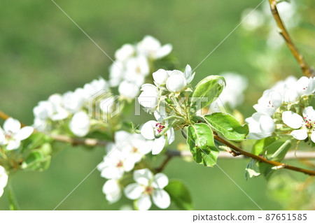 The flowers of the pear tree in the spring with bees The flowers of the pear tree in the spring with bees 87651585