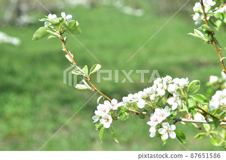 The flowers of the pear tree in the spring with bees 87651586