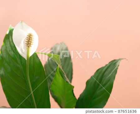 Spathiphyllum white flower and green leaf on a beige background close-up. 87651636