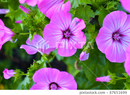 Red and white beautiful mallow flowers in the summer garden 87651699