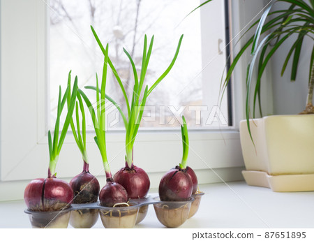 Young green onions growing in egg containers. Small garden at home on the windowsill. Young green onions growing in egg containers. Small garden at home on the windowsill. 87651895