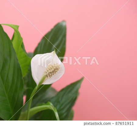 Spathiphyllum white flower and green leaf on tender pink background, Single leaf Sweet Chico Spathiphyllum white flower and green leaf on tender pink background, Single leaf Sweet Chico 87651911