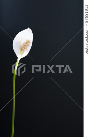 White Spathiphyllum flower on a black background. 87651912