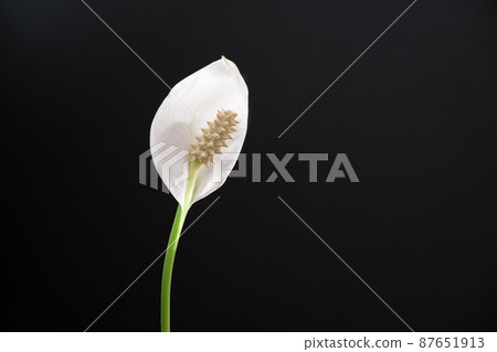 White Spathiphyllum flower on a black background. White Spathiphyllum flower on a black background. 87651913