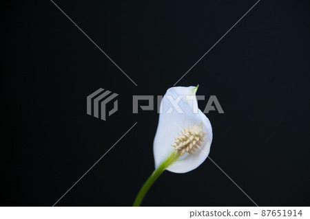 White Spathiphyllum flower on a black background. White Spathiphyllum flower on a black background. 87651914