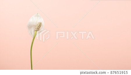 Spathiphyllum white flower on a pale pink background close-up. Houseplant female happiness. Spathiphyllum white flower on a pale pink background close-up. Houseplant female happiness. 87651915