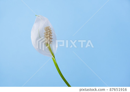 Indoor flower spathiphyllum white bloom, close-up on a blue background. Indoor flower spathiphyllum white bloom, close-up on a blue background. 87651916