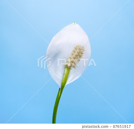 Indoor flower spathiphyllum white bloom, close-up on a blue background.  87651917