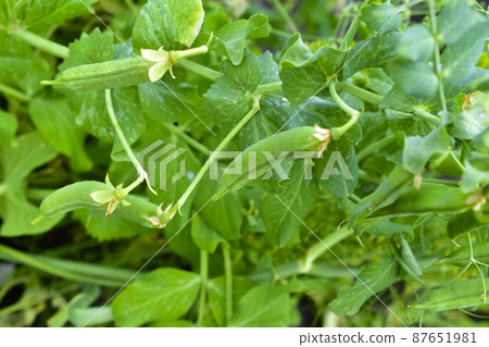 Fresh pods of ripe peas in the garden bed 87651981