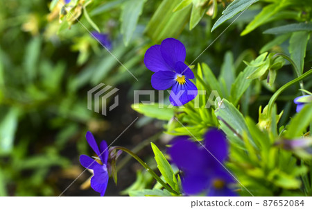 Beautiful flowers violet tricolor field in the garden Beautiful flowers violet tricolor field in the garden 87652084