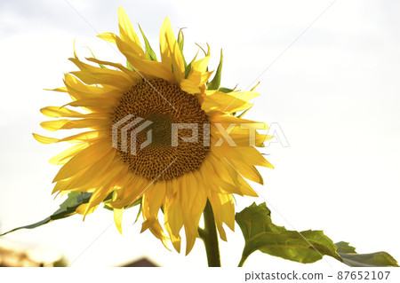 Yellow sunflower flower close up against the sky 87652107