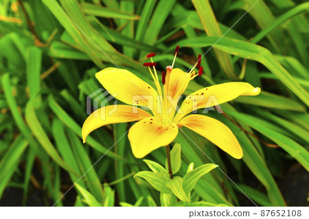 Yellow Lily flower on a background of green leaves 87652108