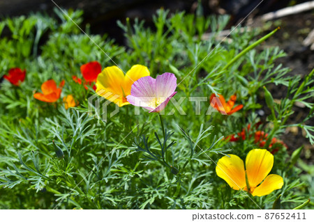 Beautiful red orange and purple flowers California poppies 87652411