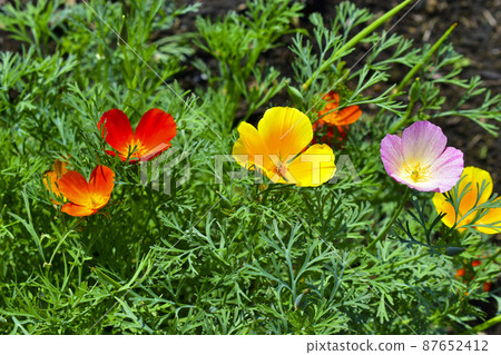 Beautiful red orange and purple flowers California poppies 87652412