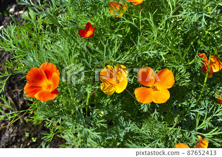 Beautiful red orange and purple flowers California poppies 87652413