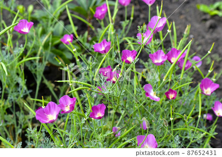 Purple flowers eshsholtsiya, and many flower in the garden Purple flowers eshsholtsiya, and many flower in the garden 87652431