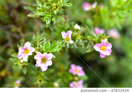 Very beautiful pink flowers of the Potentilla shrub Very beautiful pink flowers of the Potentilla shrub 87652434