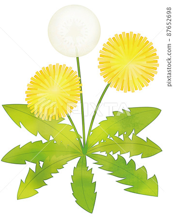 Dandelion watercolor style 87652698