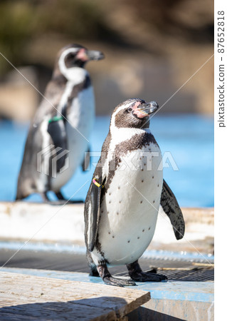 Humboldt Penguin Humboldt Penguin 87652818