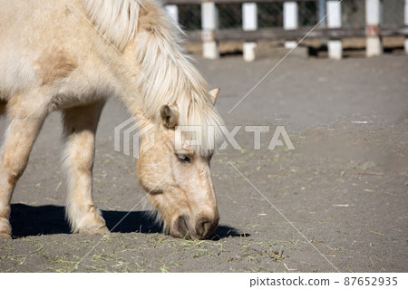 White pony White pony 87652935