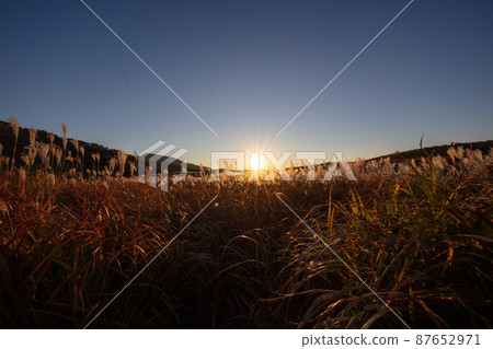 索尼高原上的日本蒲葦試圖安靜地入睡 87652971