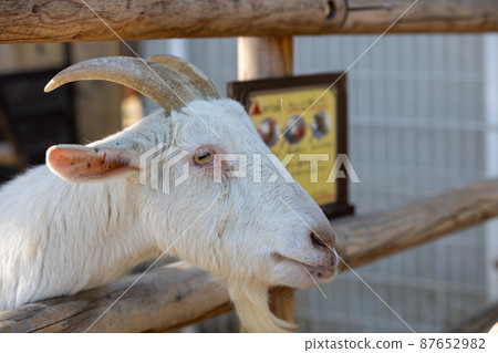Goat's face 87652982