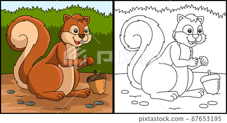 Squirrel Coloring Page Colored Illustration 87653195