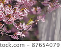 Kawazu cherry tree and mezzo 87654079