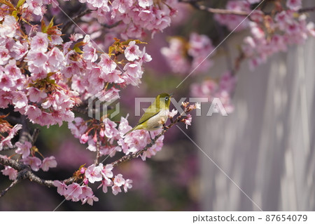 Kawazu cherry tree and mezzo Kawazu cherry tree and mezzo 87654079