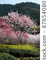 Flower peach 87654080
