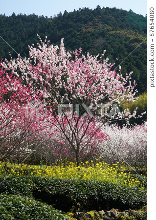 Flower peach Flower peach 87654080